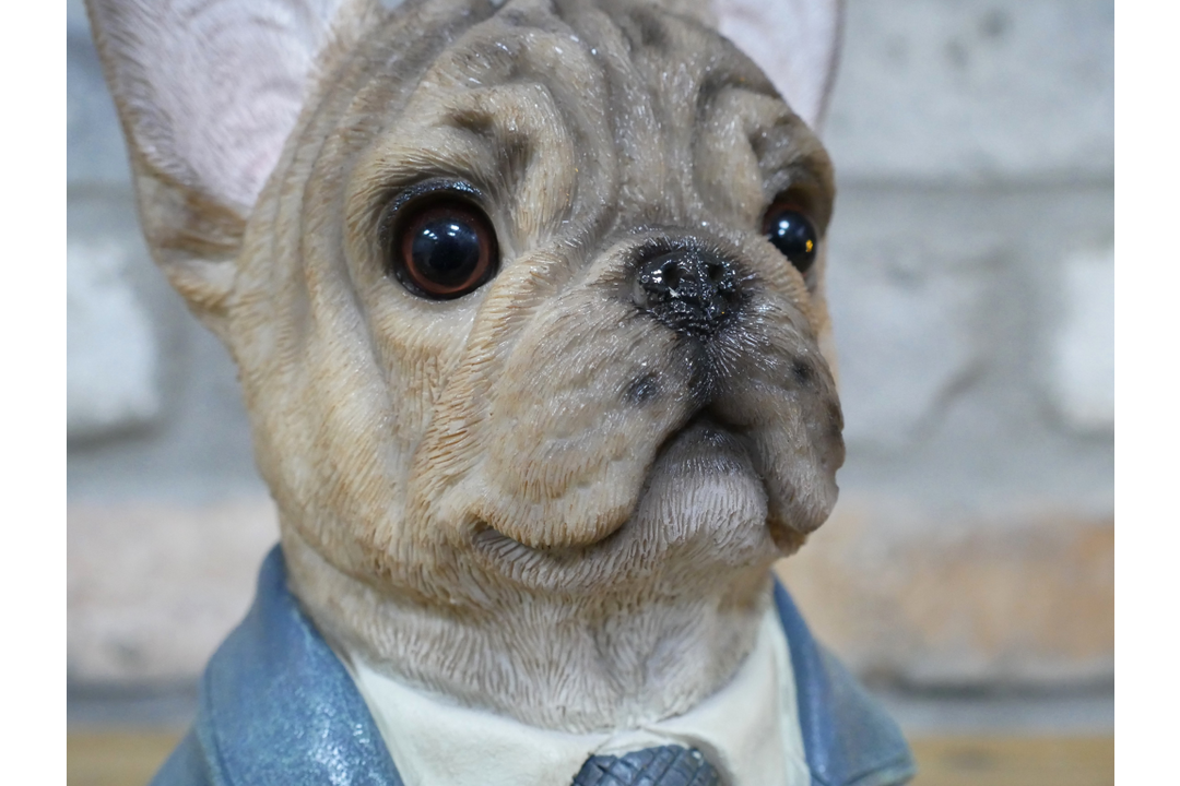 Large French Bulldog bust brown resin wearing suit ornament