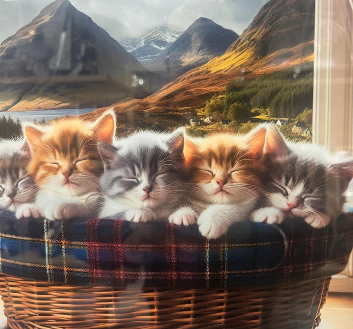 Black framed pictures of kittens tartan in basket plain