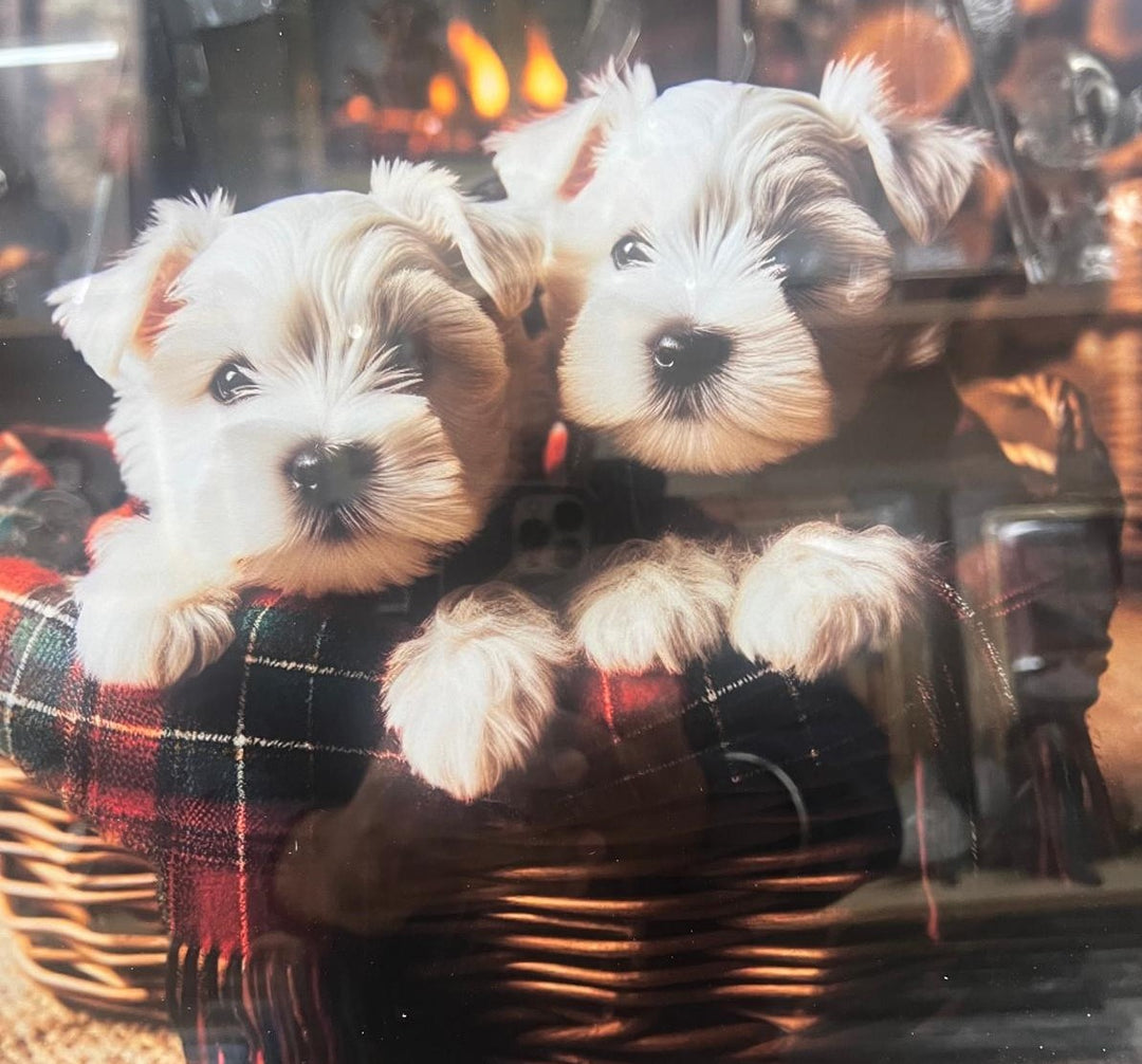 Black framed picture White Terrier dog tartan in basket Plain