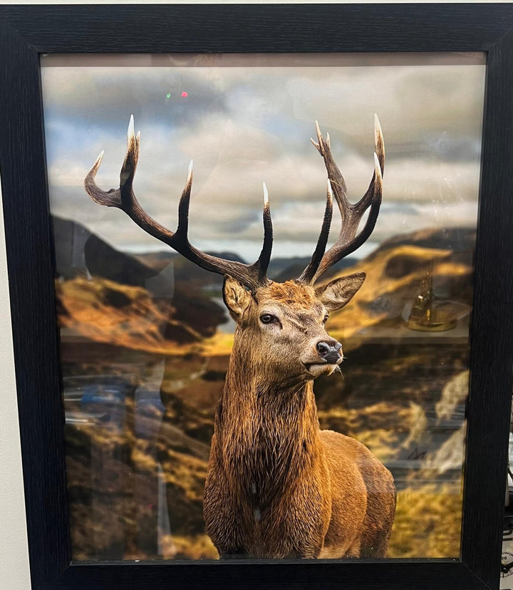 Black frame Stag pictures with gorgeous view wall art