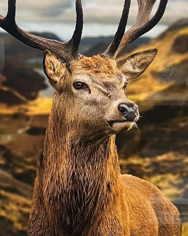 Black frame Stag pictures with gorgeous view wall art