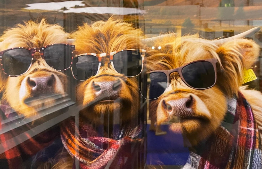 3 Highland Cows black frame picture wearing sunglasses & red tartan scarves