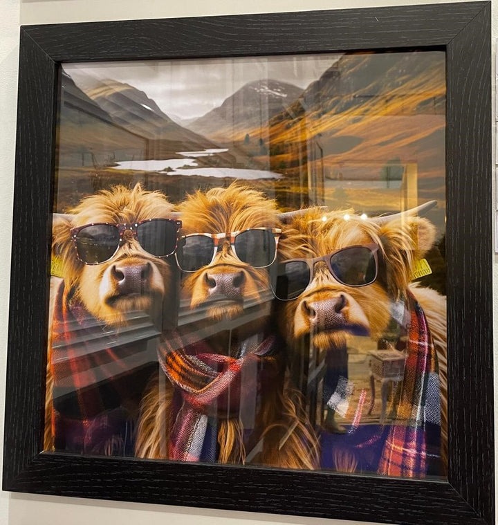 3 Highland Cows black frame picture wearing sunglasses & red tartan scarves