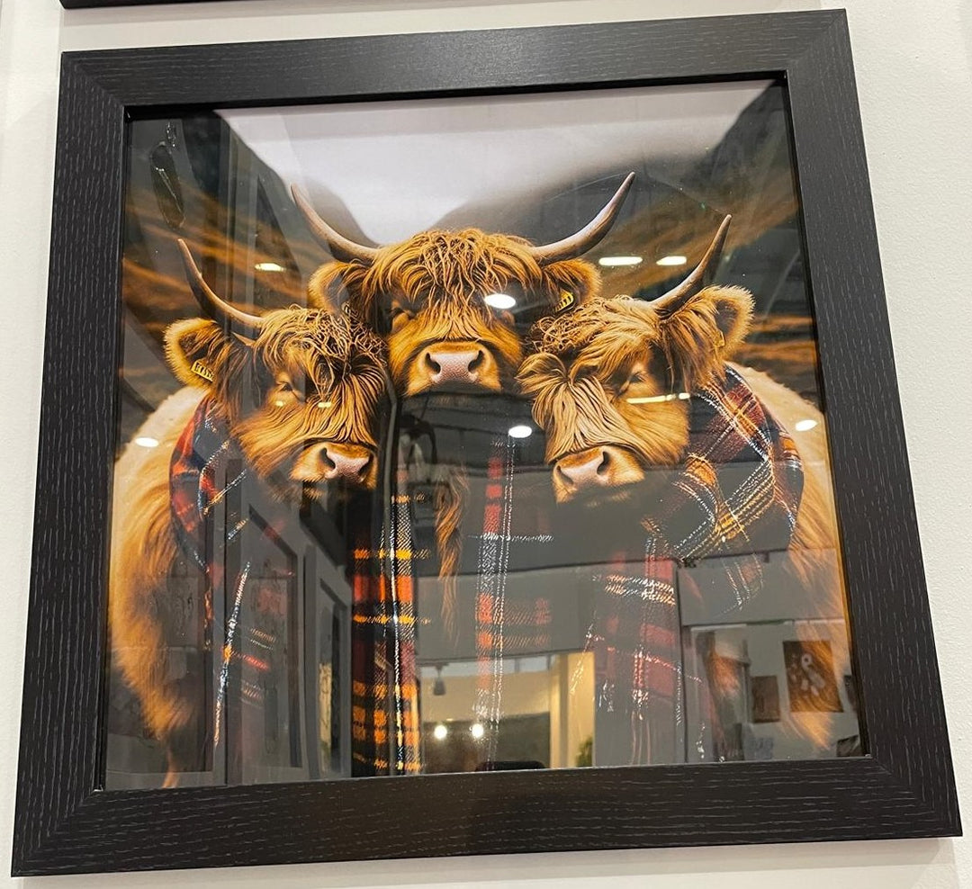 3 Highland Cows black frame pictures wearing red tartan scarves