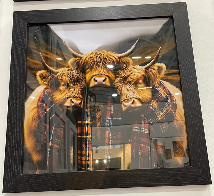 3 Highland Cows black frame pictures wearing red tartan scarves