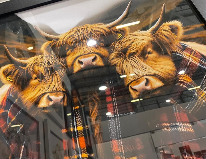3 Highland Cows black frame pictures wearing red tartan scarves