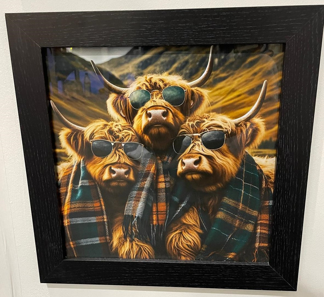 3 Highland Cows black frame picture wearing sunglasses and tartan scarves