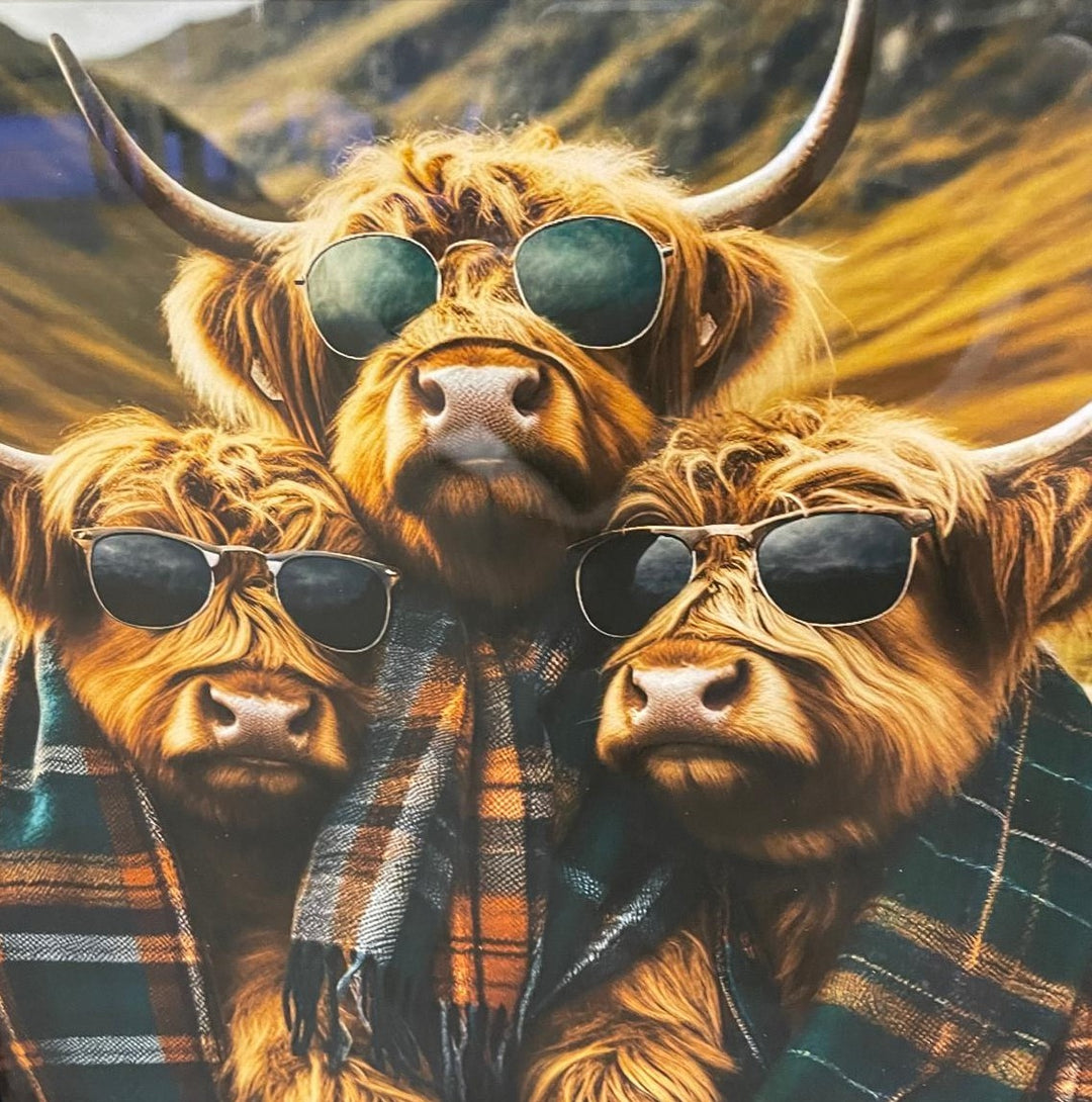 3 Highland Cows black frame picture wearing sunglasses and tartan scarves