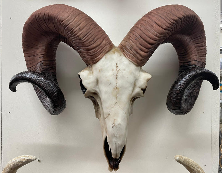 Natural Ram Skull Wall head wall mounted ornament