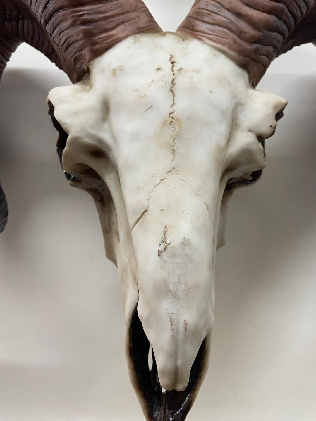 Natural Ram Skull Wall head wall mounted ornament