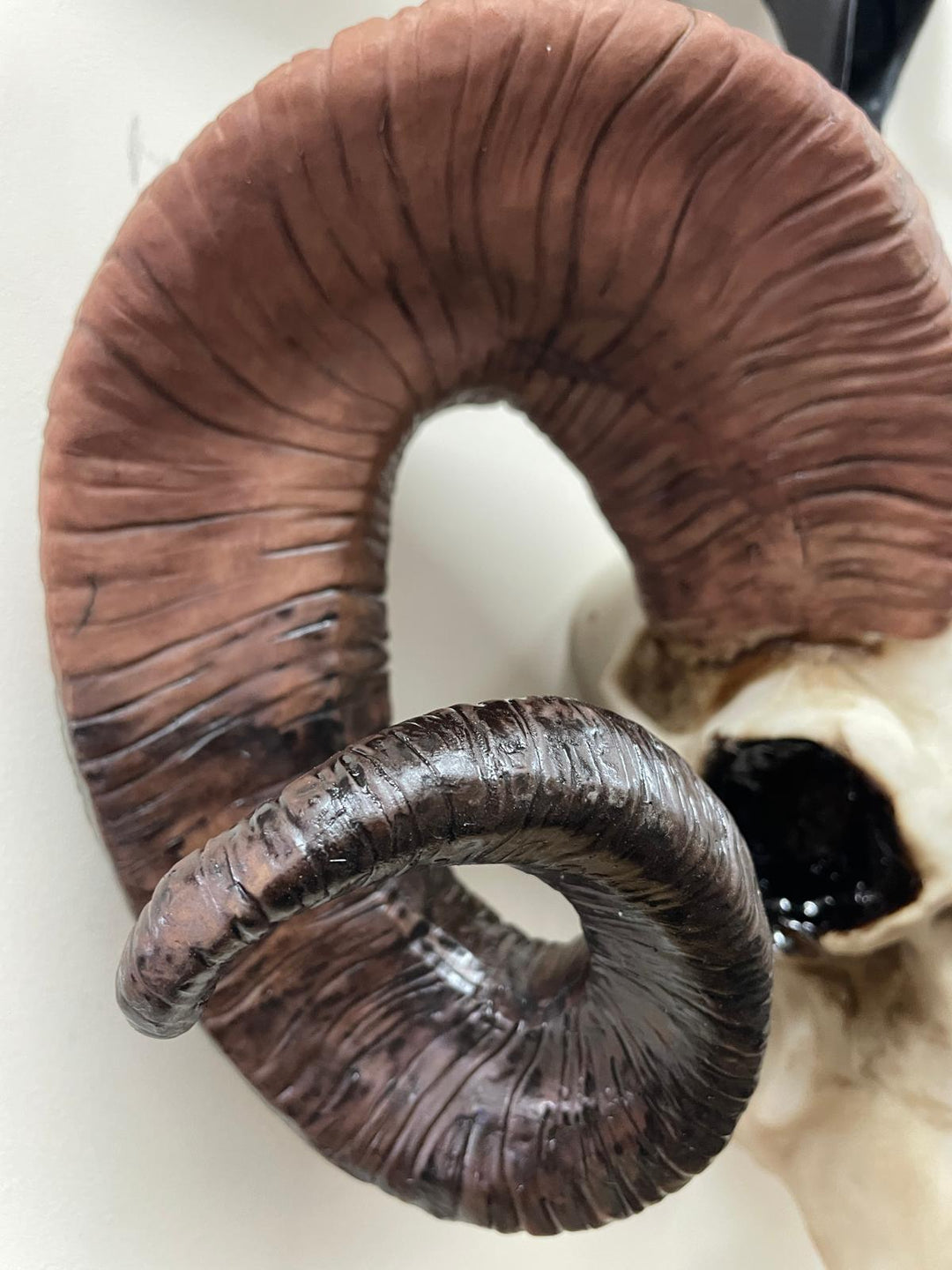 Natural Ram Skull Wall head wall mounted ornament