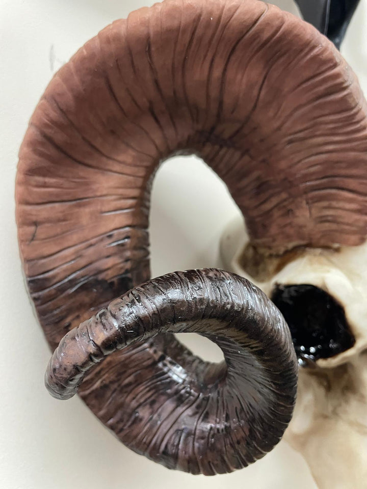 Natural Ram Skull Wall head wall mounted ornament