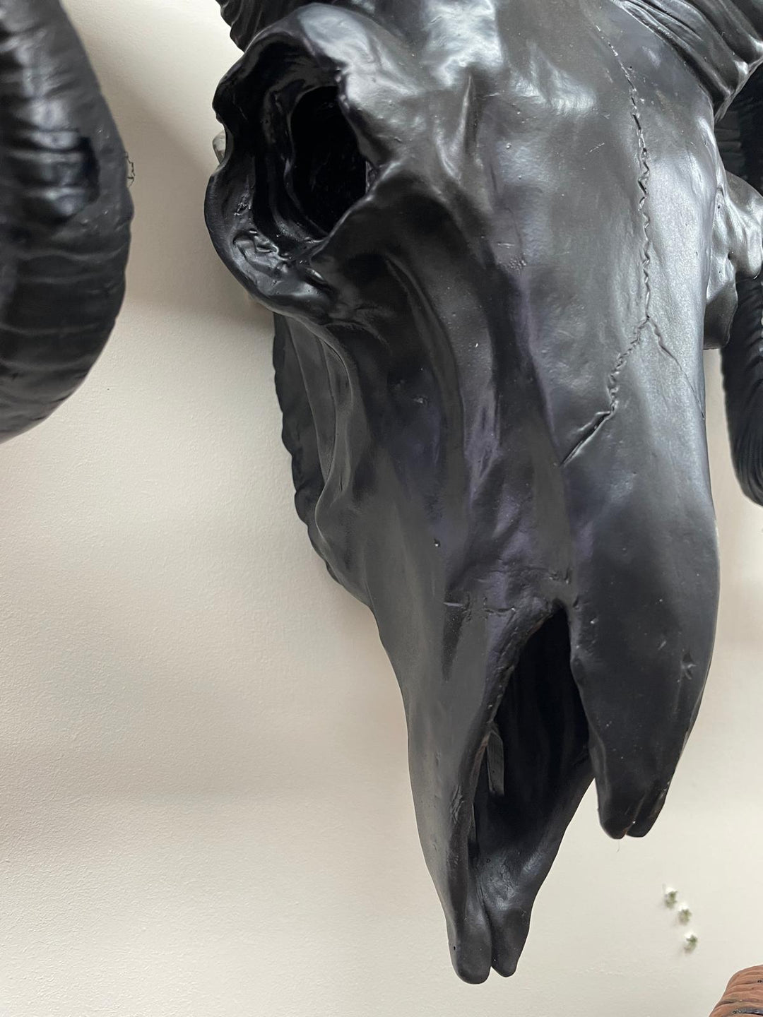 Black Ram Skull Wall head wall mounted Ornament