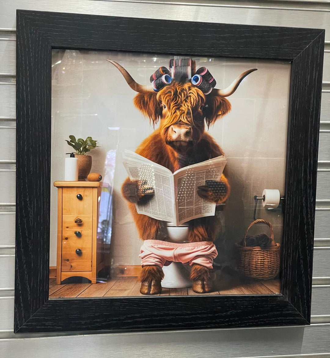 Highland cow on a toilet with rollers, newpaper & black frame picture