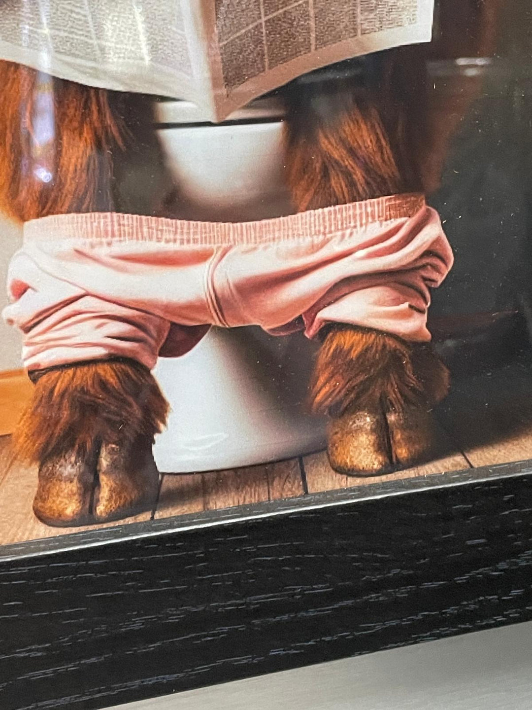Highland cow on a toilet with rollers, newpaper & black frame picture