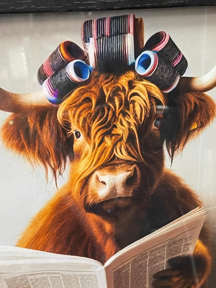 Highland cow on a toilet with rollers, newpaper & black frame picture