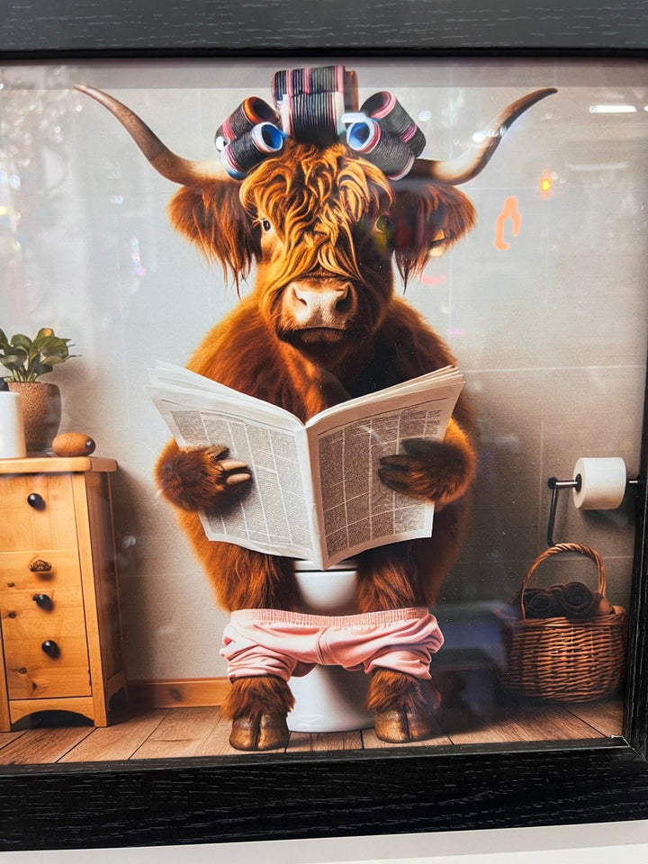 Highland cow on a toilet with rollers, newpaper & black frame picture