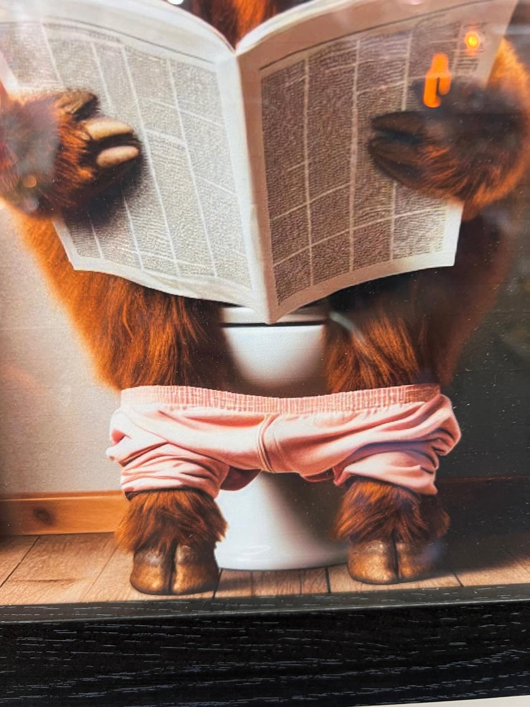 Highland cow on a toilet with rollers, newpaper & black frame picture