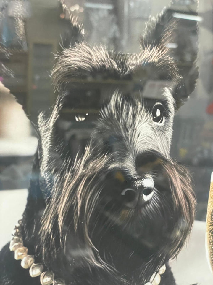 Black framed black Schnauzer dog bubble bath picture