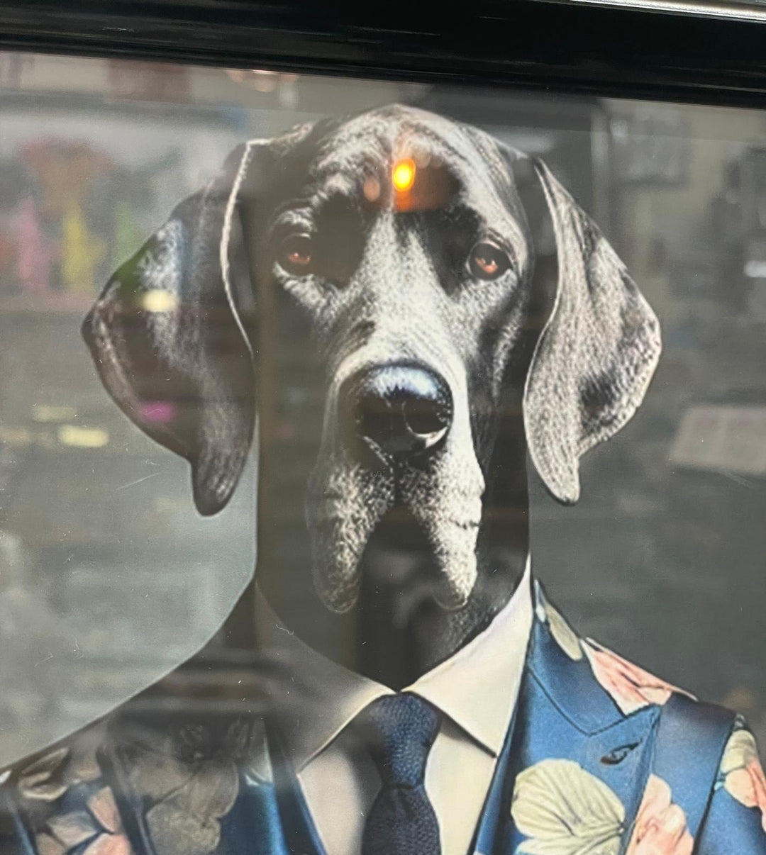 Black step framed Great Dane dog in blue floral suit picture