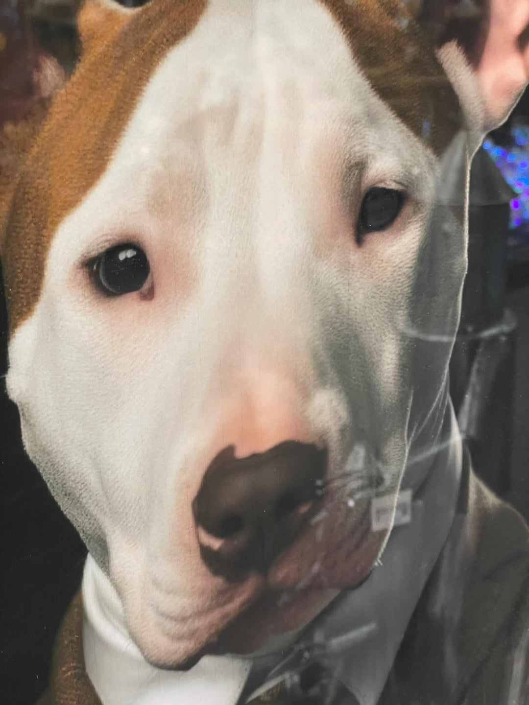 Black framed Englush Bull Terrier dog in a brown suit picture