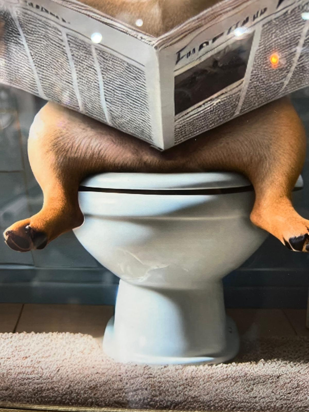 Black & Gold framed Frenchie on the toilet picture
