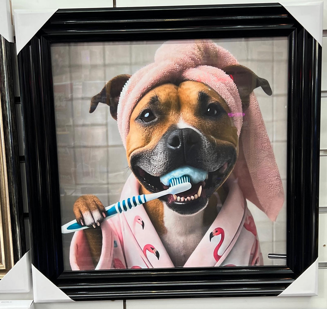 Black step framed Staffy dogs brushing teeth male female picture
