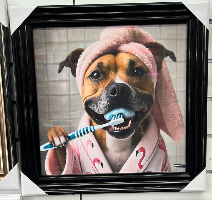 Black step framed Staffy dogs brushing teeth male female picture