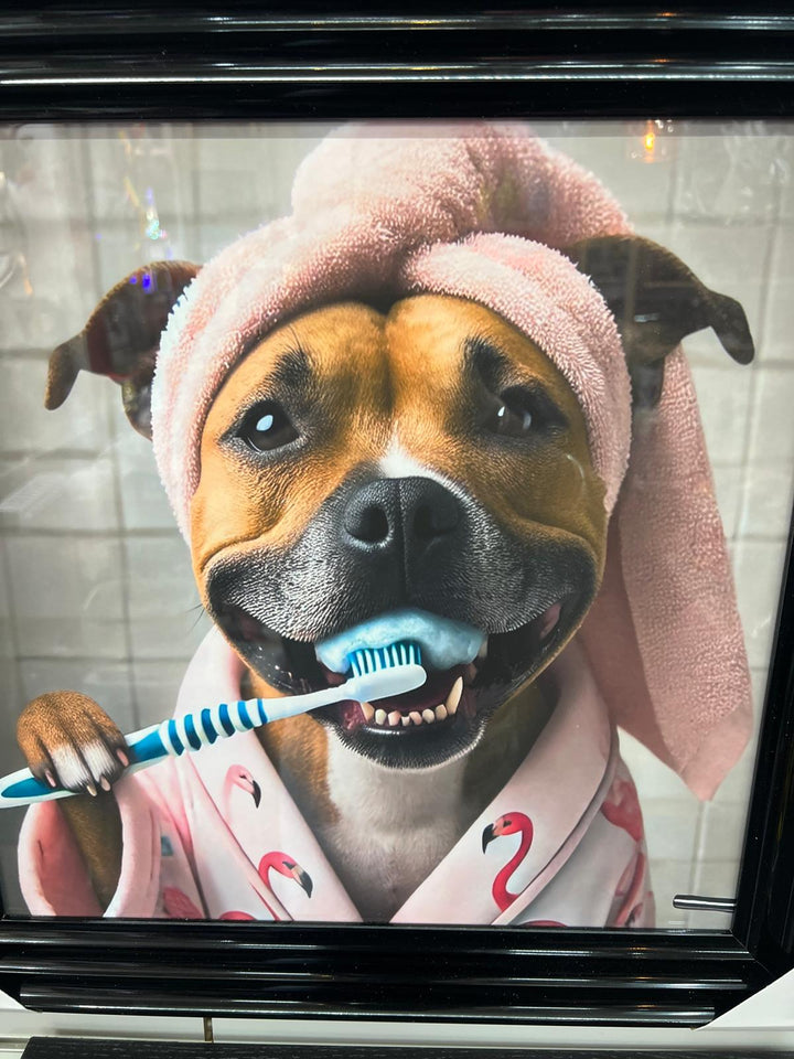 Black step framed Staffy dogs brushing teeth male female picture