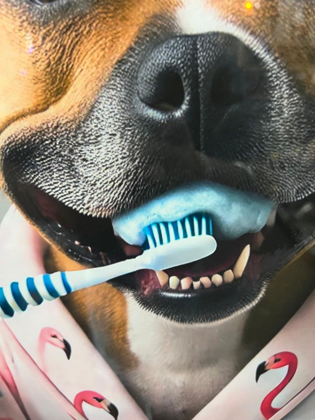 Black step framed Staffy dogs brushing teeth male female picture