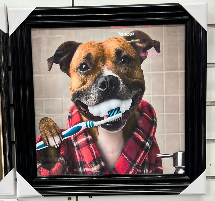 Black step framed Staffy dogs brushing teeth male female picture