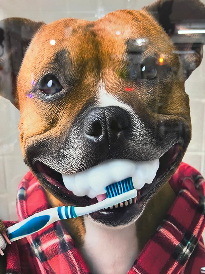 Black step framed Staffy dogs brushing teeth male female picture