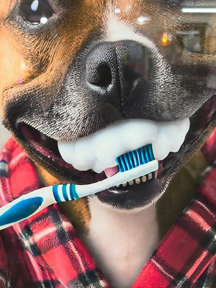 Black step framed Staffy dogs brushing teeth male female picture