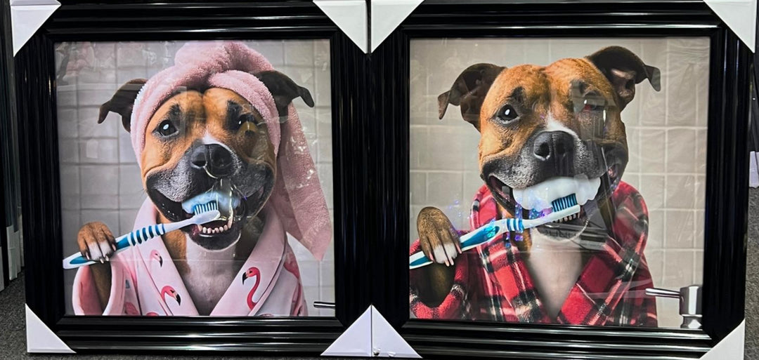 Black step framed Staffy dogs brushing teeth male female picture