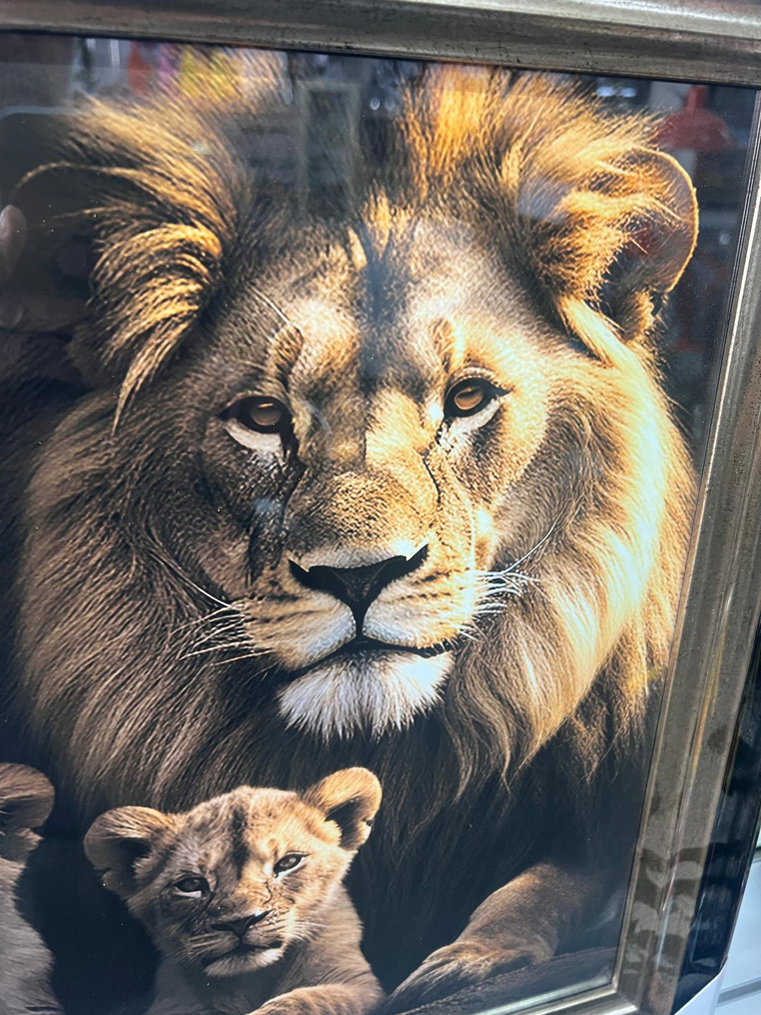 Lion, lioness with 2 cubs black & gold framed step majestic animal picture