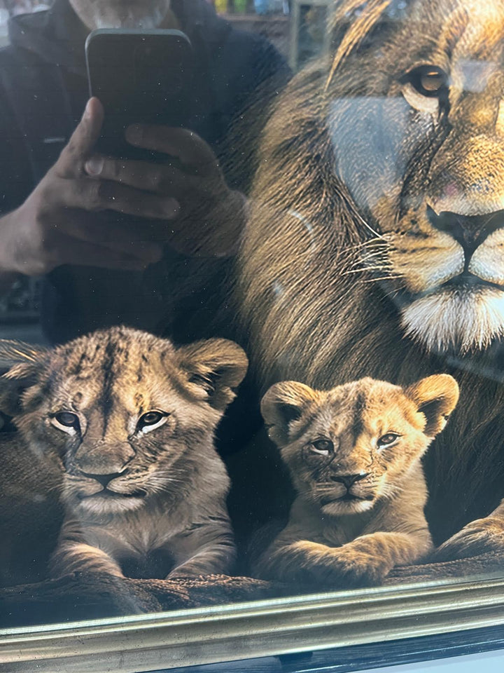 Lion, lioness with 2 cubs black & gold framed step majestic animal picture