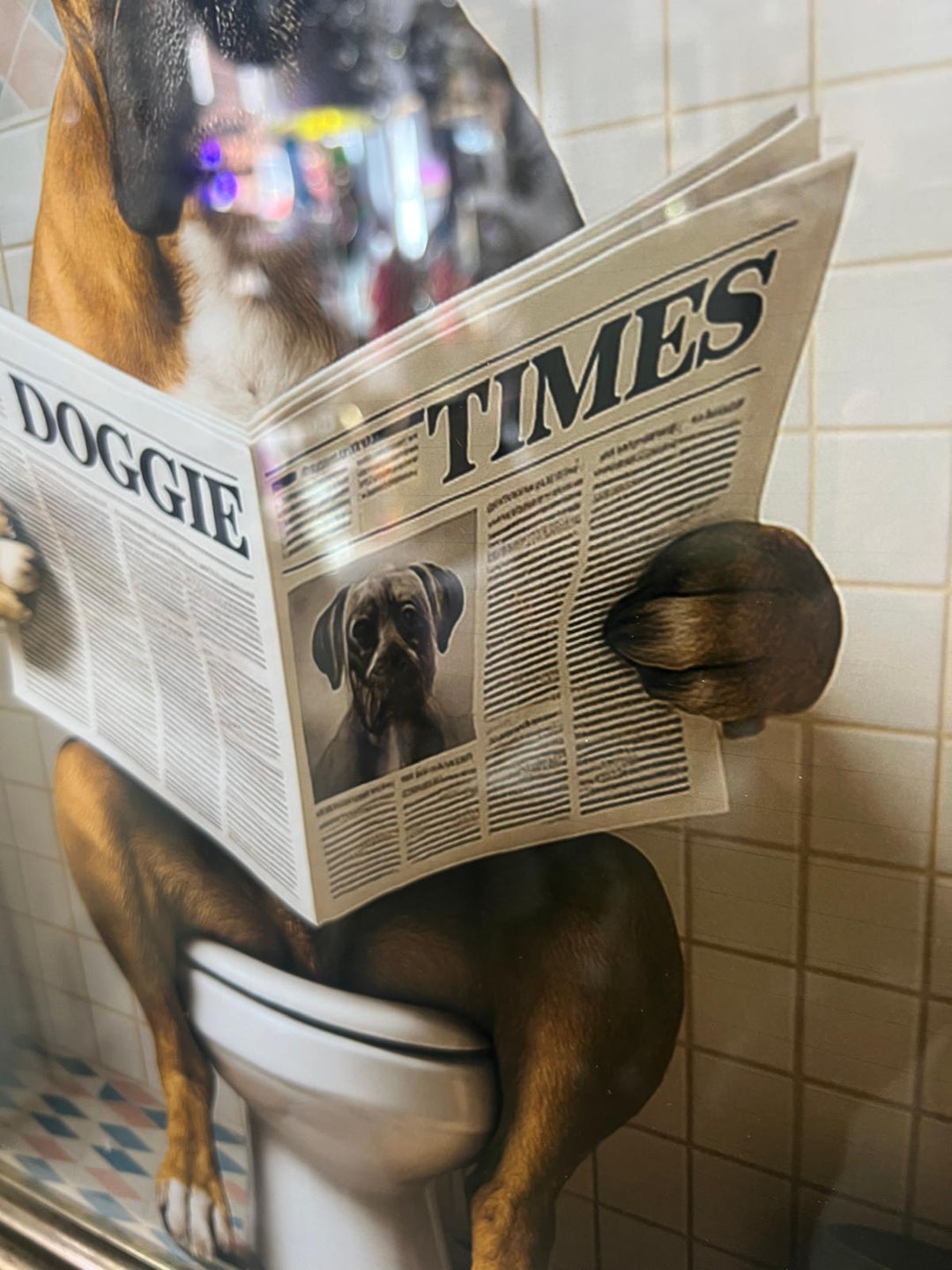 Framed Black & Gold boxer dog picture with newpaper on toilet