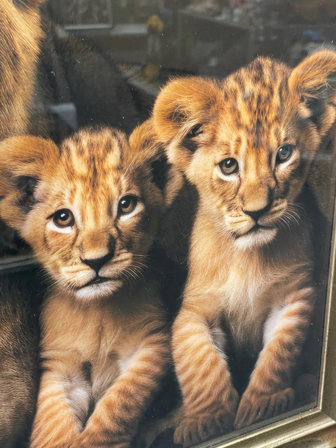 Lion, lioness with 2 cubs black & gold framed step majestic animal picture