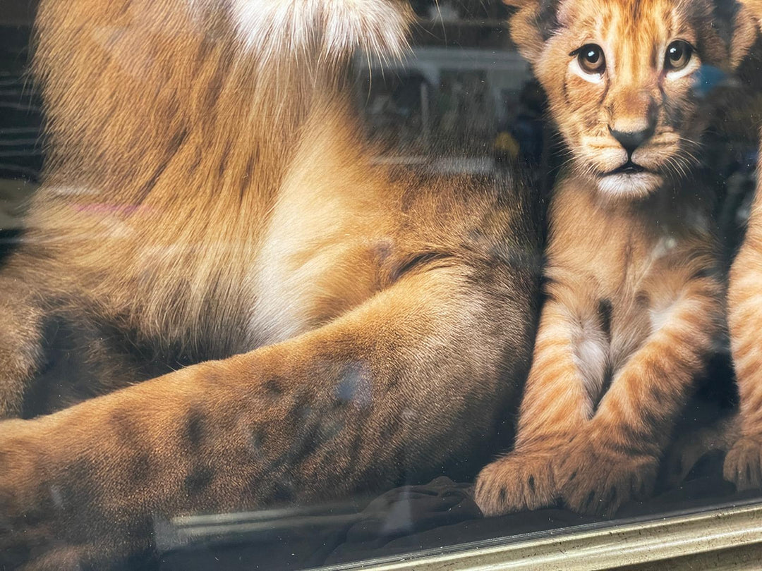 Lion, lioness with 2 cubs black & gold framed step majestic animal picture
