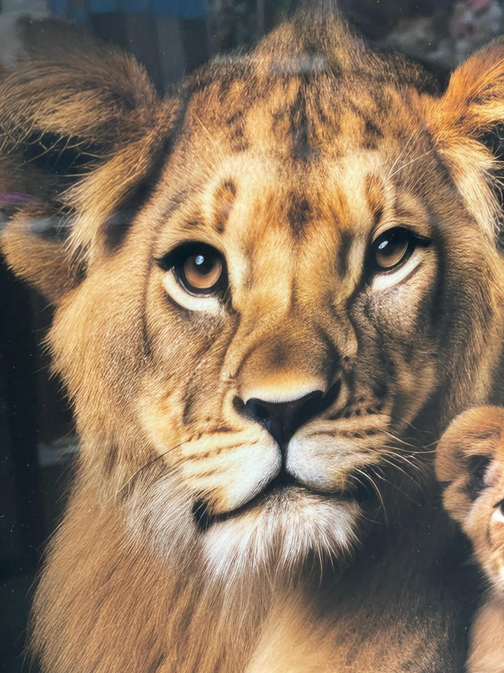 Lion, lioness with 2 cubs black & gold framed step majestic animal picture