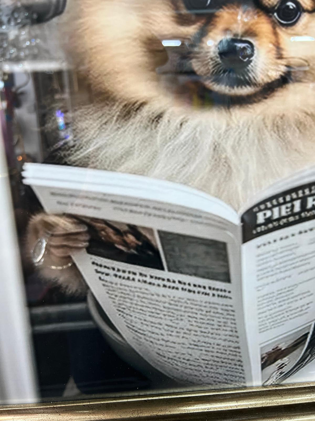 Pomeranian Dog Sitting on Toilet Reading Newspaper Black & Gold Frame quirky picture