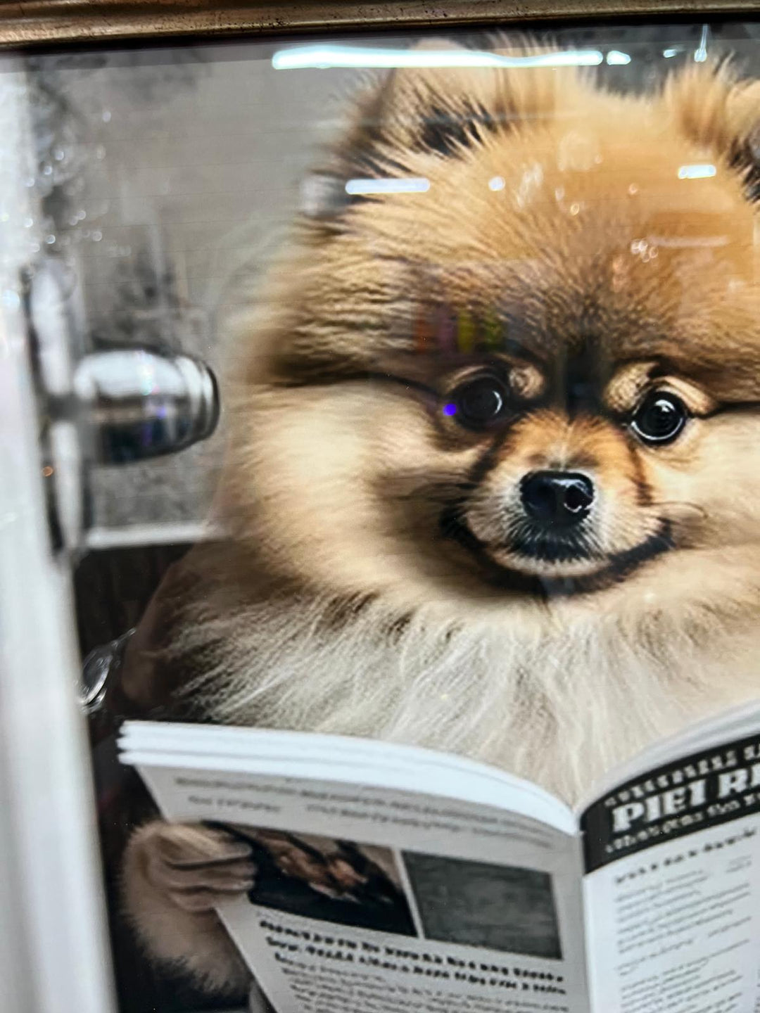 Pomeranian Dog Sitting on Toilet Reading Newspaper Black & Gold Frame quirky picture