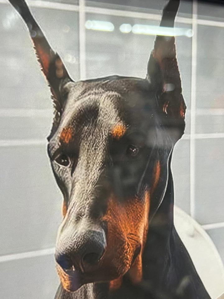 Black Framed Dobermann dog picture Newspaper on the toilet quirky wall art decor