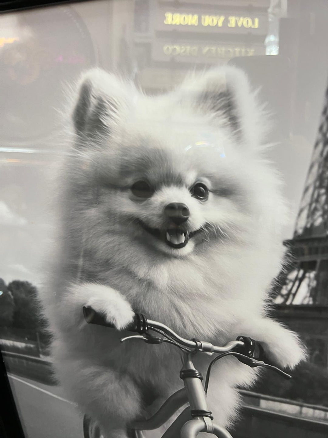 Black & White Adorable Dogs on Bicycles Black Framed Quirky Home Decor Picture