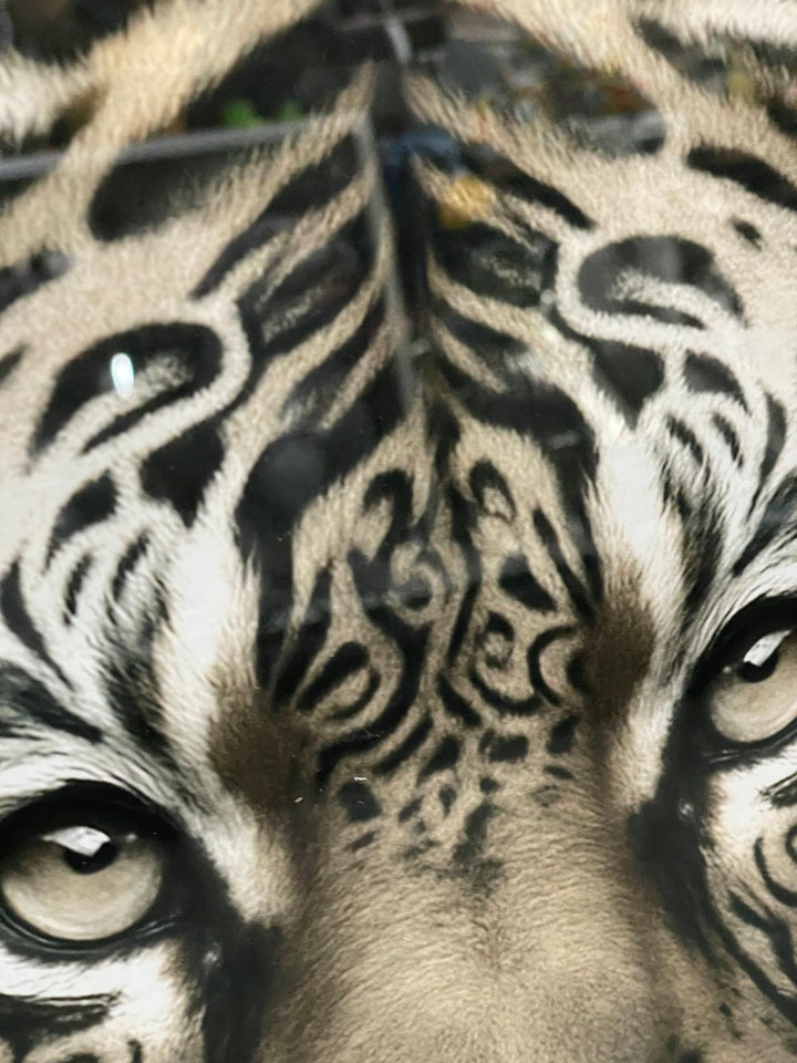 Lion & Tiger bold Tribal Tattoo Wall Art Jungle Animal Black Framed Picture