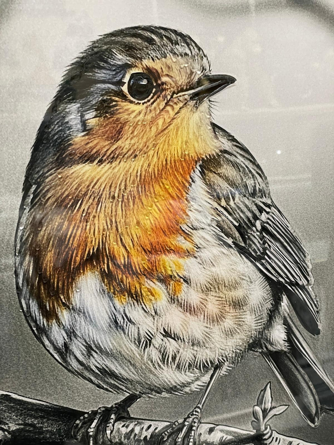 49CM-Robin Bird White Step Framed Picture GREY wall art décor with fitments