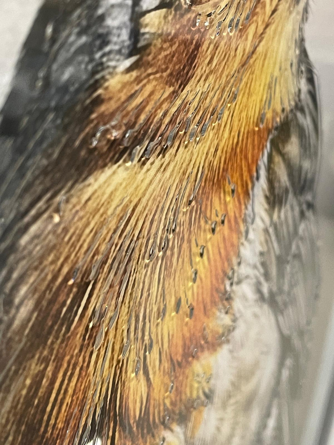 Robin Bird White Step Framed Picture GREY wall art décor with fitments