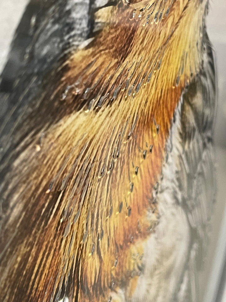 Robin Bird White Step Framed Picture GREY wall art décor with fitments