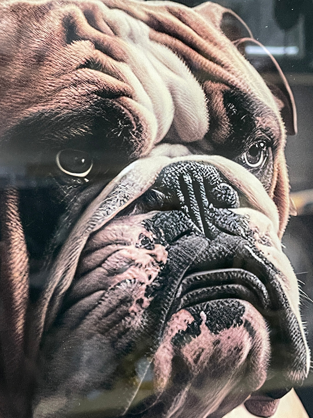 British Bulldog boxing Tempered Glass Wall Art 30CM