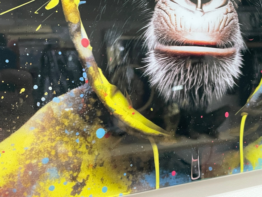 Monkey in a hoodie funky Wall Art Tempered Glass